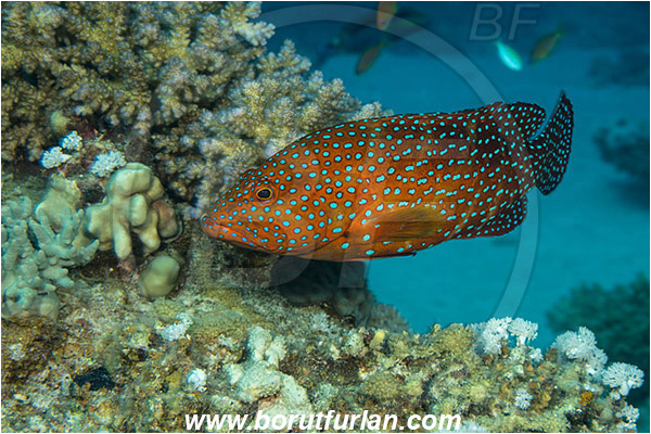 Marsa Shagra, Marsa Alam, Egypt, Red sea, Cephalopholis miniata, Cephalopholis, Serranidae, Coral grouper, Grouper, Fish