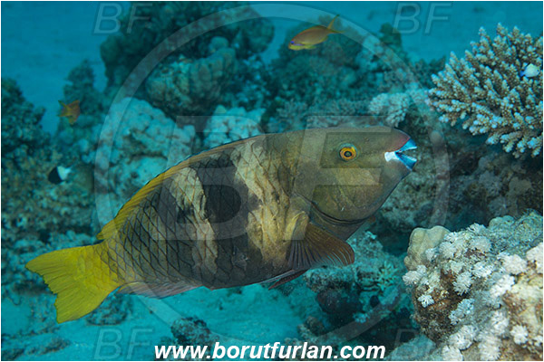 Marsa Shagra, Marsa Alam, Egypt, Red sea, Scarus ferrugineus, Scarus, Scaridae, Rusty parrotfish, Parrotfish, Fish