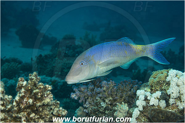 Marsa Shagra, Marsa Alam, Egypt, Red sea, Parupeneus cyclostomus, Parupeneus, Mullidae, Goldsaddle goatfish, Goatfish, Fish