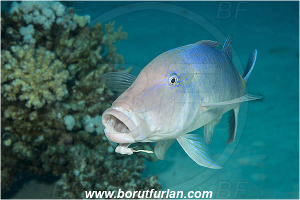 Marsa Shagra, Marsa Alam, Egypt, Red sea, Parupeneus cyclostomus, Parupeneus, Mullidae, Goldsaddle goatfish, Goatfish, Fish