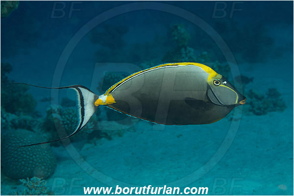 Marsa Shagra, Marsa Alam, Egypt, Red sea, Naso elegans, Naso, Acanthuridae, Elegant Unicornfish, Unicornfish, Surgeonfish, Fish