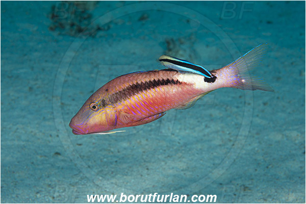 Marsa Shagra, Marsa Alam, Egypt, Red sea, Parupeneus macronemus, Parupeneus, Mullidae, Long-barbel goatfish, Goatfish, Fish, Labroides dimidiatus, Labroides, Labridae, Cleaner Wrasse, Wrasse, Cleaning