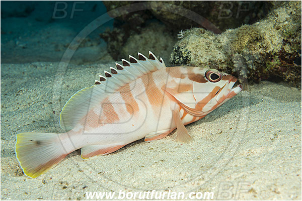 Marsa Shagra, Marsa Alam, Egypt, Red sea, Epinephelus fasciatus, Epinephelus, Serranidae, Blacktip grouper, Grouper, Fish