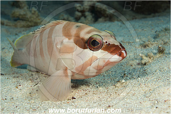 Marsa Shagra, Marsa Alam, Egypt, Red sea, Epinephelus fasciatus, Epinephelus, Serranidae, Blacktip grouper, Grouper, Fish