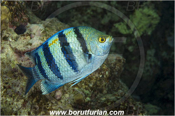 Marsa Shagra, Marsa Alam, Egypt, Red sea, Abudefduf vaigiensis, Abudefduf, Pomacentridae, Indo-Pacific sergeant, Sergeant, Damselfish, Fish