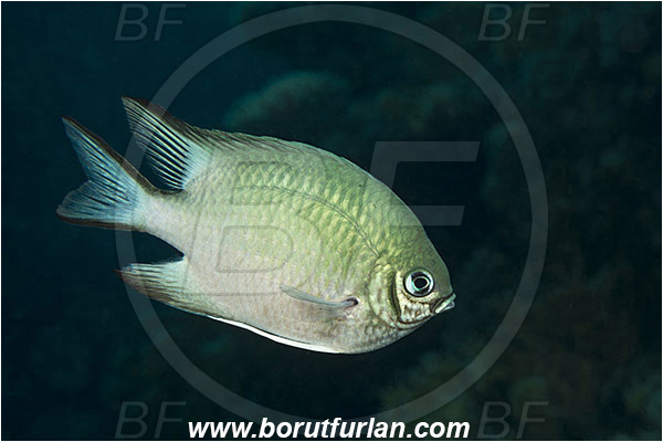 Marsa Shagra, Marsa Alam, Egypt, Red sea, Amblyglyphidodon indicus, Amblyglyphidodon, Pomacentridae, Maldives damselfish, Damselfish, Fish