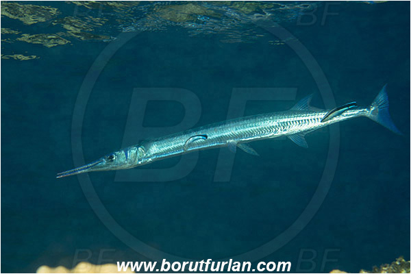 Marsa Shagra, Marsa Alam, Egypt, Red sea, Tylosurus choram, Tylosurus, Belonidae, Red Sea houndfish, Houndfish, Fish