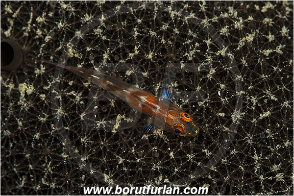 Marsa Shagra, Marsa Alam, Egypt, Red sea, Pleurosicya mossambica, Pleurosicya, Ghost goby, Goby, Fish, Gobiidae