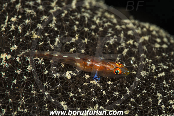 Marsa Shagra, Marsa Alam, Egypt, Red sea, Pleurosicya mossambica, Pleurosicya, Gobiidae, Ghost goby, Goby, Fish