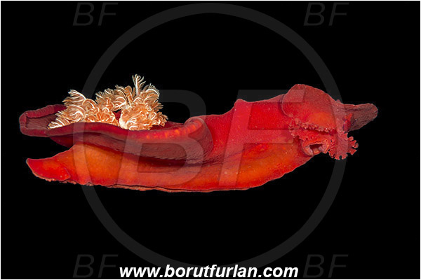 Marsa Shagra, Marsa Alam, Egypt, Red sea, Hexabranchus sanguineus, Hexabranchus, Spanish Dancer, Nudibranch, Sea slug, Hexabranchidae, Gastropoda, Mollusca, Mollusc