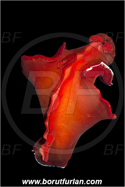 Marsa Shagra, Marsa Alam, Egypt, Red sea, Hexabranchus sanguineus, Hexabranchus, Spanish Dancer, Nudibranch, Sea slug, Hexabranchidae, Gastropoda, Mollusca, Mollusc