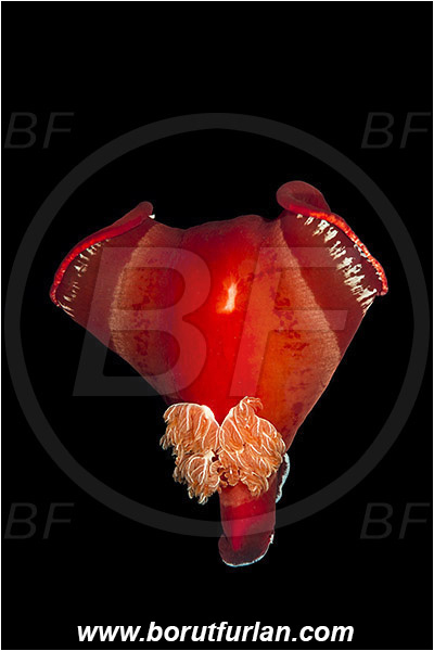 Marsa Shagra, Marsa Alam, Egypt, Red sea, Hexabranchus sanguineus, Hexabranchus, Spanish Dancer, Nudibranch, Sea slug, Hexabranchidae, Gastropoda, Mollusca, Mollusc