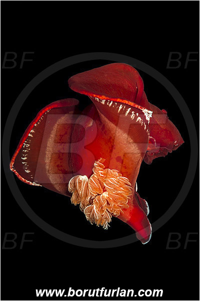 Marsa Shagra, Marsa Alam, Egypt, Red sea, Hexabranchus sanguineus, Hexabranchus, Spanish Dancer, Nudibranch, Sea slug, Hexabranchidae, Gastropoda, Mollusca, Mollusc