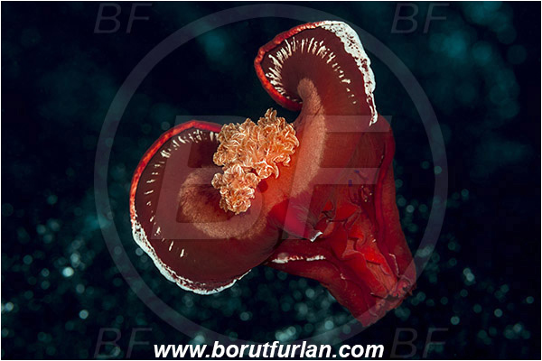 Marsa Shagra, Marsa Alam, Egypt, Red sea, Hexabranchus sanguineus, Hexabranchus, Spanish Dancer, Nudibranch, Sea slug, Hexabranchidae, Gastropoda, Mollusca, Mollusc