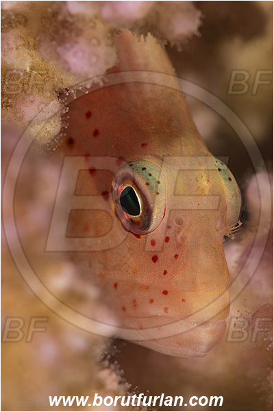 Marsa Shagra, Marsa Alam, Egypt, Red sea, Paracirrhites forsteri, Paracirrhites, Cirrhitidae, Blackside Hawkfish, Hawkfish, Fish, Portrait