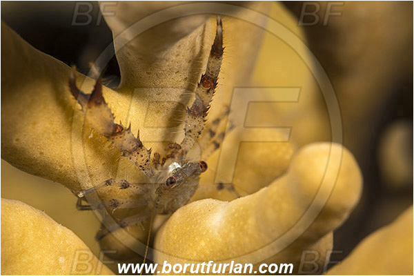 Marsa Shagra, Marsa Alam, Egypt, Red sea, Galathea sp., Galathea, Galatheidae, Decapoda, Crustacea, Crustacean, Squat Lobster