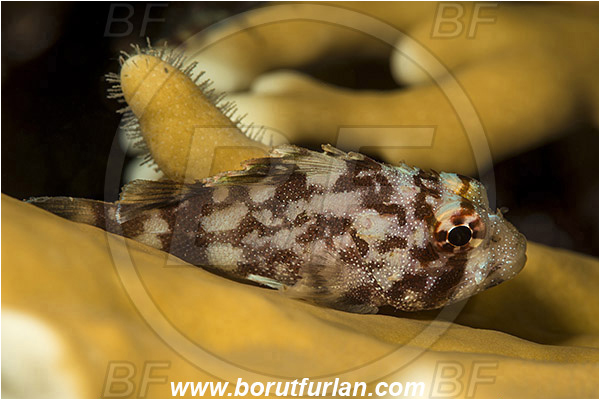 Marsa Shagra, Marsa Alam, Egypt, Red sea, Sebastapistes cyanostigma, Sebastapistes, Scorpaenidae, Yellowspotted Scorpionfish, Scorpionfish, Fish