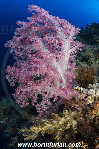 Elphinstone reef, Marsa Alam, Egypt, Red sea, Dendronephthya sp., Dendronephthya, Nephtheidae, Soft coral, Coral, Anthozoa, Cnidaria, Cnidarian, Reef