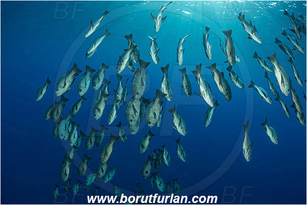 Elphinstone reef, Marsa Alam, Egypt, Red sea, Macolor niger, Macolor, Lutjanidae, Black-and-white Snapper, Snapper, Fish, Fish school