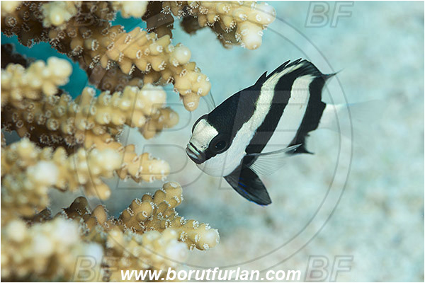 Marsa Shagra, Marsa Alam, Egypt, Red sea, Dascyllus aruanus, Dascyllus, Pomacentridae, Whitetail dascyllus, Damselfish, Fish