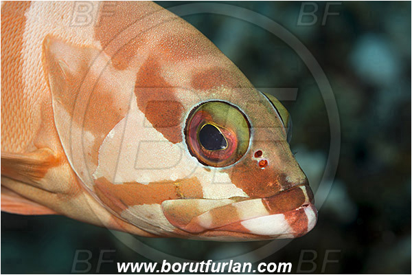 Marsa Shagra, Marsa Alam, Egypt, Red sea, Epinephelus fasciatus, Epinephelus, Serranidae, Blacktip grouper, Grouper, Fish, Portrait