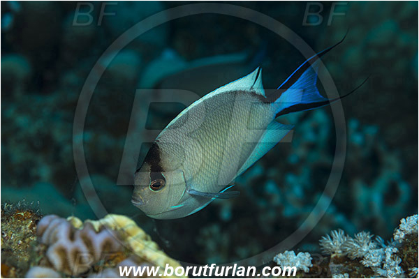 Marsa Shagra, Marsa Alam, Egypt, Red sea, Genicanthus caudovittatus, Genicanthus, Pomacanthidae, Zebra Lyretail Angelfish, Female, Angelfish, Fish