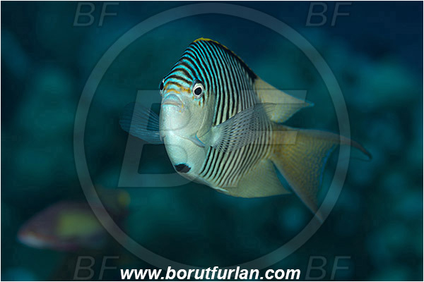 Marsa Shagra, Marsa Alam, Egypt, Red sea, Genicanthus caudovittatus, Genicanthus, Pomacanthidae, Zebra Lyretail Angelfish, Male, Angelfish, Fish