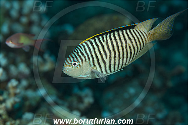 Marsa Shagra, Marsa Alam, Egypt, Red sea, Genicanthus caudovittatus, Genicanthus, Pomacanthidae, Zebra Lyretail Angelfish, Male, Angelfish, Fish