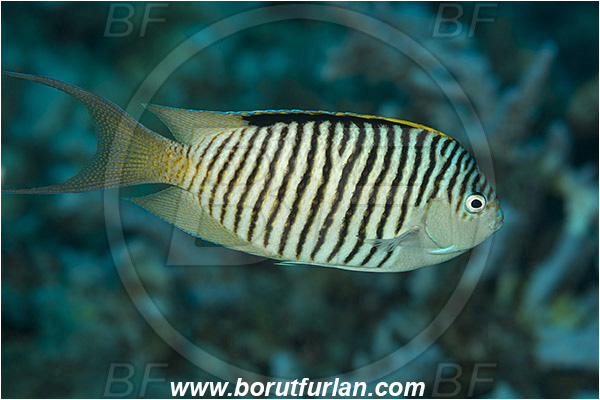 Marsa Shagra, Marsa Alam, Egypt, Red sea, Genicanthus caudovittatus, Genicanthus, Pomacanthidae, Zebra Lyretail Angelfish, Male, Angelfish, Fish