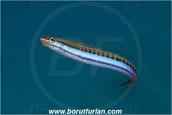 Marsa Shagra, Marsa Alam, Egypt, Red sea, Plagiotremus tapeinosoma, Plagiotremus, Blenniidae, Piano fangblenny, Fangblenny, Blenny, Fish