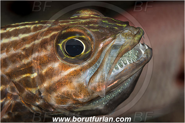 Marsa Shagra, Marsa Alam, Egypt, Red sea, Cheilodipterus macrodon, Cheilodipterus, Apogonidae, Large-toothed Cardinalfish, Cardinalfish, Fish, Portrait, Eggs in mouth