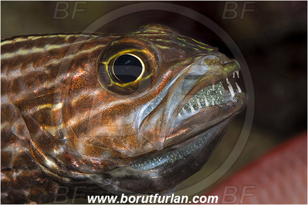 Marsa Shagra, Marsa Alam, Egypt, Red sea, Cheilodipterus macrodon, Cheilodipterus, Apogonidae, Large-toothed Cardinalfish, Cardinalfish, Fish, Portrait, Eggs in mouth