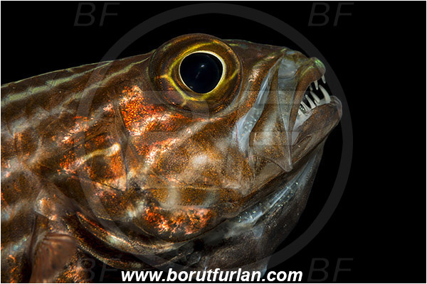 Marsa Shagra, Marsa Alam, Egypt, Red sea, Cheilodipterus macrodon, Cheilodipterus, Apogonidae, Large-toothed Cardinalfish, Cardinalfish, Fish, Portrait, Eggs in mouth