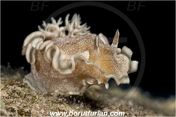 Marsa Shagra, Marsa Alam, Egypt, Red sea, Glossodoris hikuerensis, Glossodoris, Chromodorididae, Hikueru glossodoris, Nudibranch, Sea slug, Gastropoda, Mollusca, Mollusc