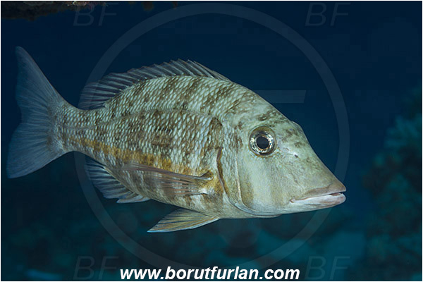 Marsa Shagra, Marsa Alam, Egypt, Red sea, Lethrinus obsoletus, Lethrinus, Lethrinidae, Orange-striped Emperor, Emperor, Fish