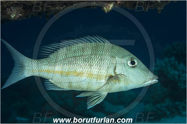 Marsa Shagra, Marsa Alam, Egypt, Red sea, Lethrinus obsoletus, Lethrinus, Lethrinidae, Orange-striped Emperor, Emperor, Fish