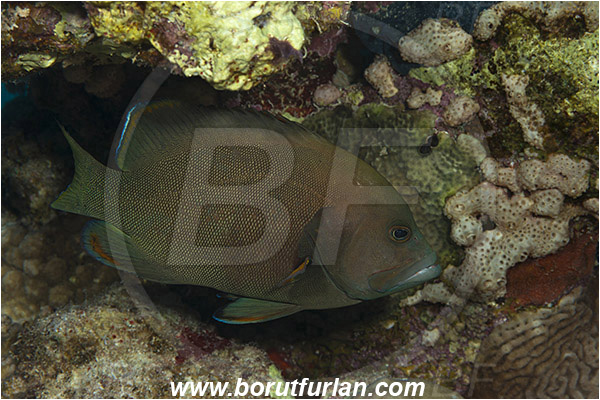 Marsa Shagra, Marsa Alam, Egypt, Red sea, Aethaloperca rogaa, Aethaloperca, Serranidae, Redmouth Grouper, Grouper, Fish