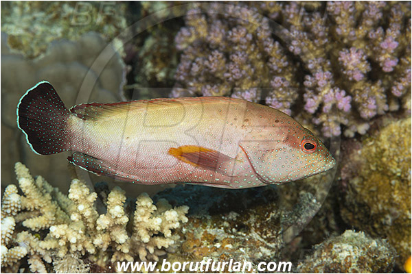 Marsa Shagra, Marsa Alam, Egypt, Red sea, Cephalopholis hemistiktos, Cephalopholis, Serranidae, Yellowfin hind, Grouper, Fish