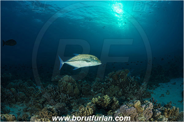 Marsa Alam, Marsa Shagra, Egypt, Red sea, Caranx melampygus, Caranx, Carangidae, Bluefin trevally, Trevally, Fish, Reef