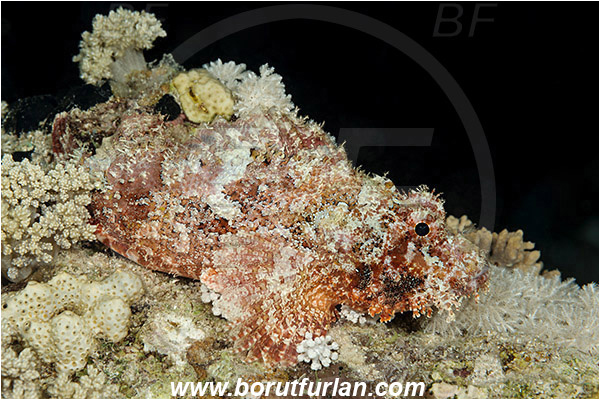 Marsa Shagra, Marsa Alam, Egypt, Red sea, Scorpaenopsis oxycephala, Scorpaenopsis, Scorpaenidae, Tassled Scorpionfish, Scorpionfish, Fish