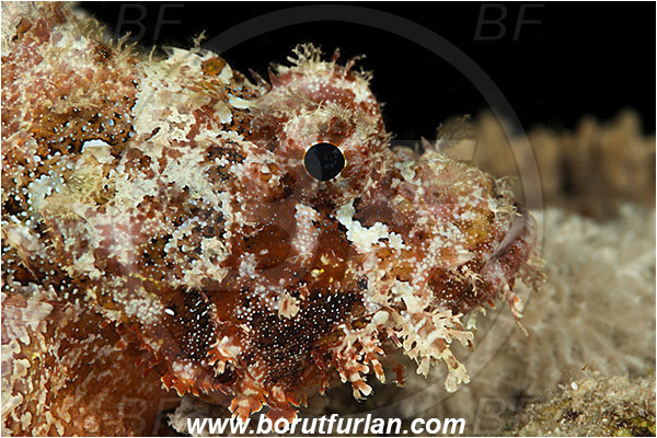 Marsa Shagra, Marsa Alam, Egypt, Red sea, Scorpaenopsis oxycephala, Scorpaenopsis, Scorpaenidae, Tassled Scorpionfish, Scorpionfish, Fish, Portrait