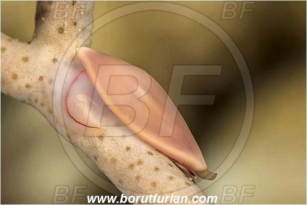Marsa Shagra, Marsa Alam, Egypt, Red sea, Phenacovolva sp., Phenacovolva, Ovulidae, Cowry, Sea snail, Gastropoda, Mollusca, Mollusc