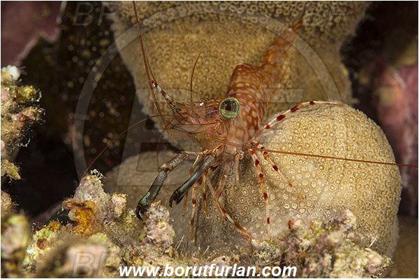 Marsa Shagra, Marsa Alam, Egypt, Red sea, Cinetorhynchus reticulatus, Cinetorhynchus, Rhynchocinetidae, Decapoda, Dancing Shrimp, Shrimp, Crustacea, Crustacean