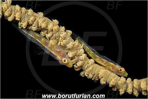 Marsa Shagra, Marsa Alam, Egypt, Red sea, Pleurosicya mossambica, Pleurosicya, Ghost goby, Goby, Fish, Gobiidae