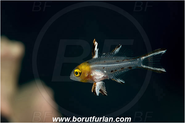 Marsa Shagra, Marsa Alam, Egypt, Red sea, Bodianus anthioides, Bodianus, Labridae, Lyretail Hogfish, Hogfish, Fish, Wrasse, Juvenile