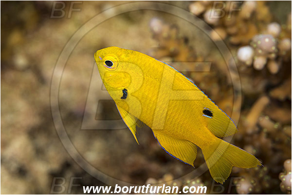 Marsa Shagra, Marsa Alam, Egypt, Red sea, Pomacentrus sulfureus, Pomacentrus, Pomacentridae, Sulphur damsel, Damselfish, Fish, Juvenile