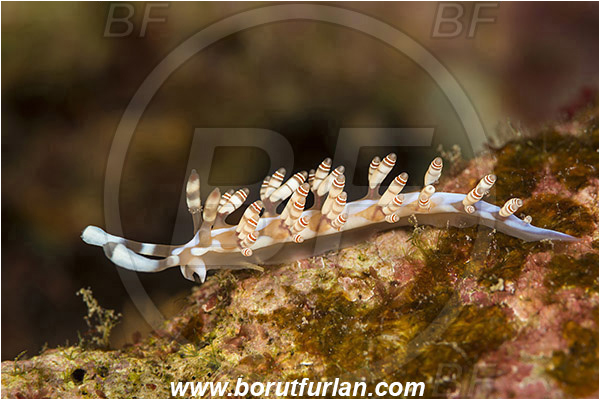 Marsa Shagra, Marsa Alam, Egypt, Red sea, Samla bilas, Samla, Samlidae, Double-ringed Flabellina, Nudibranch, Sea slug, Gastropoda, Mollusca, Mollusc