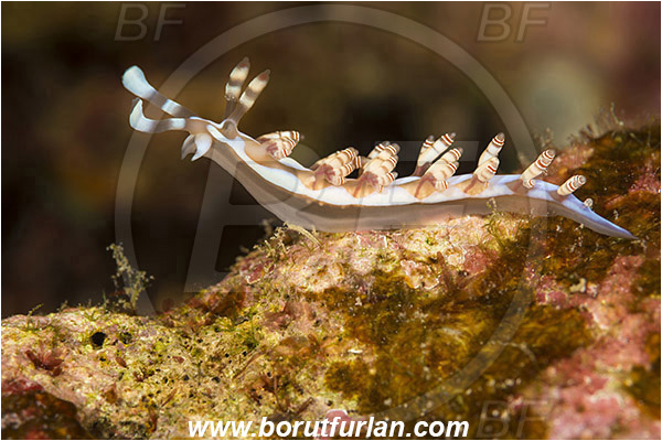 Marsa Shagra, Marsa Alam, Egypt, Red sea, Samla bilas, Samla, Samlidae, Double-ringed Flabellina, Nudibranch, Sea slug, Gastropoda, Mollusca, Mollusc