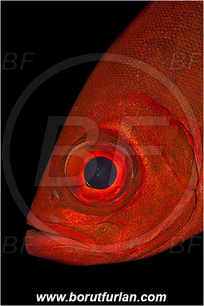 Marsa Shagra, Marsa Alam, Egypt, Red sea, Priacanthus hamrur, Priacanthus, Lunartail Bigeye, Bigeye, Priacanthidae, Fish, Portrait