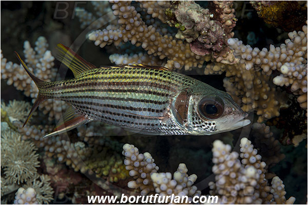 Marsa Shagra, Marsa Alam, Egypt, Red sea, Neoniphon sammara, Neoniphon, Holocentridae, Spotfin Squirrelfish, Sammara Squirrelfish, Squirrelfish, Fish